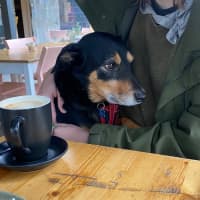 Photo of Hector