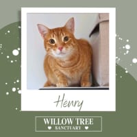 Photo of Henry