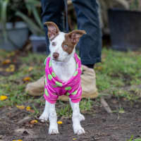 Photo of Bindi