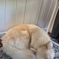 Photo of Snowball   2 Year Old Husky