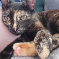 Photo of Penny