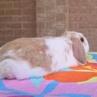 Photo of Biscuit *On Trial*