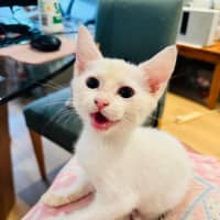Photo of Boo Boo