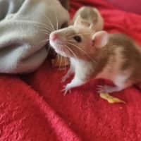 Photo of Rosie
