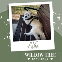 Photo of Alfie