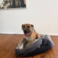 Photo of Ranger