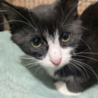 Photo of Misty