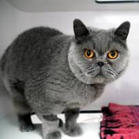 Photo of Flake Sta014946