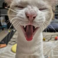 Photo of Lucky And Blue