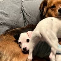 Photo of Nova