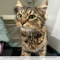Photo of Kitty
