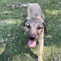 Photo of Bandit