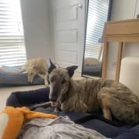 Photo of Alfie, The Greyhound