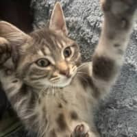 Photo of Shadow