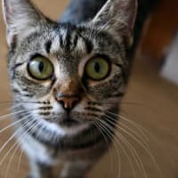 Photo of Sagittarius