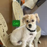 Photo of Leo