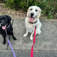 Photo of Zeus   1 Year Old Labrador