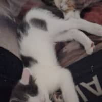 Photo of Percy