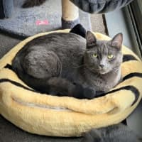 Photo of Arlo *9 Lives Project Rescue*
