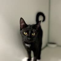 Photo of Raven