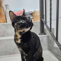 Photo of Meowie
