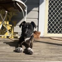 Photo of Pepper   16 Week Old Staffy X (Trial)