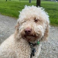 Photo of Gnocchi Russelton