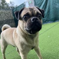 Photo of Pugsley