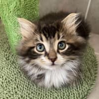 Photo of Sass