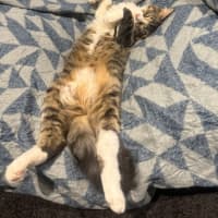 Photo of Chucky *9 Lives Project Rescue*