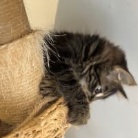 Photo of Buddy Meet Me@Petstock Hastings Store