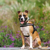 Photo of Rocket   2 Year Old Staffy X