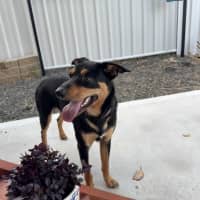 Photo of Rasem   10 Month Old Kelpie