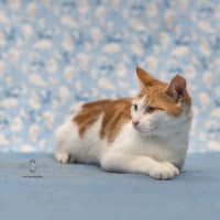 Photo of Mr. Smiley Meow ** 2nd Chance Cat Rescue**