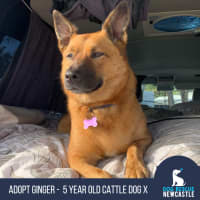 Photo of Ginger   5 Year Old Cattle Dog X