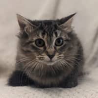 Photo of Cathay