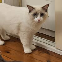 Photo of Shiro