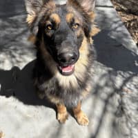 Photo of Lewie Wagger Of Tails (Frank)