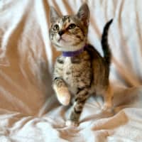 Photo of Lamington   In Foster Care In Bentleigh East