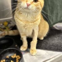 Photo of Simba
