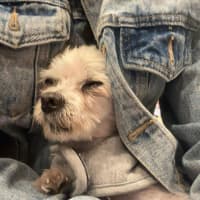 Photo of Fran Drescher