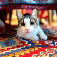 Photo of Pippin   In Foster Care In Brunswick