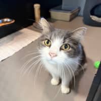 Photo of Puddin