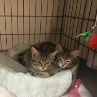 Photo of Peach & Plum 