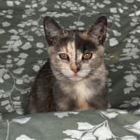 Photo of Stormy