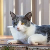 Photo of Astrid