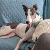 Photo of Flowers, The Greyhound