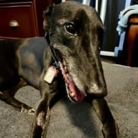 Photo of Meli, The Greyhound