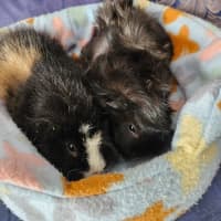 Photo of Fluffy Butt & Boji