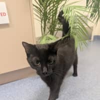 Photo of Mayor Goodway